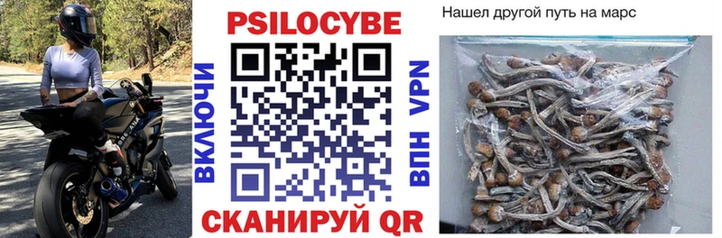 Псилоцибиновые грибы Psilocybe Нолинск