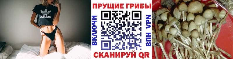 Галлюциногенные грибы Psilocybe  Купить  Нолинск 